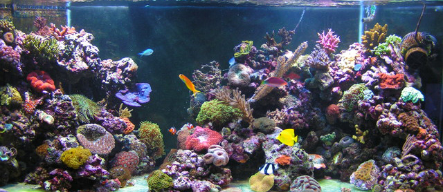aquarium recifal